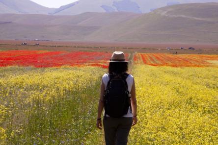 Fioritura di Castelluccio, l’altopiano colorato (pomeriggio)