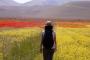 Fioritura di Castelluccio, l’altopiano colorato (pomeriggio)